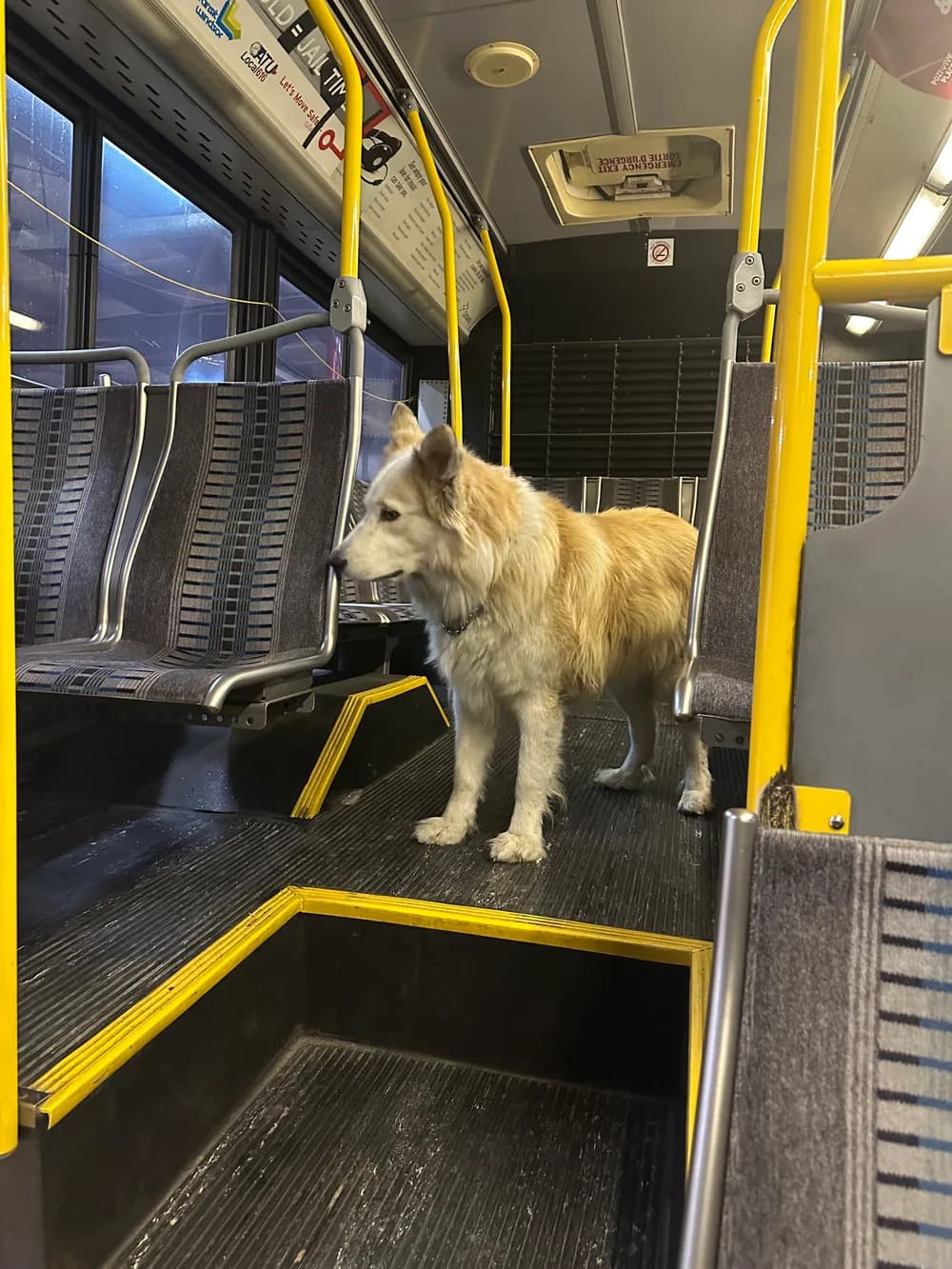 Buddy standing inside the Buddy Bus near the front seats and handrails.